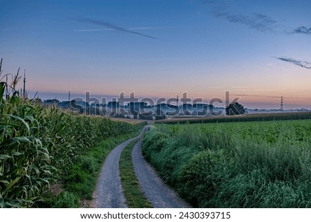 This tranquil image portrays the delicate transition from night to day as twilight graces a rural trail. To the left, a cornfield stands tall, capturing the first whispers of light, while on the right