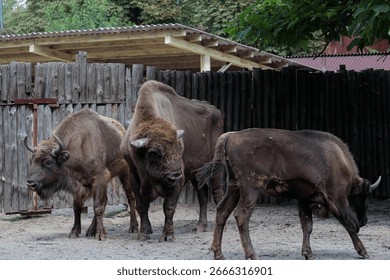 In this tranquil scene, three bison are seen together, standing on the ground of their pen, framed by rustic fencing, with greenery in the background, embodying the calm of nature.