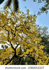 This tree blooming fully in yellow color after the autumn is a sight to behold.