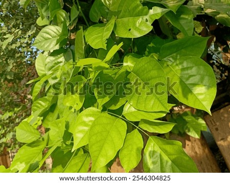 This tree is commonly known as the Indian Beech, also called Pongam Oiltree, Karanja, or Honge Tree. 
Its scientific name is Millettia pinnata, though it was previously known as Pongamia pinnat