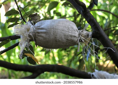 This Is A Tree Grafting Process.