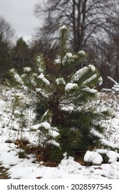 this tree is a pine. 2021