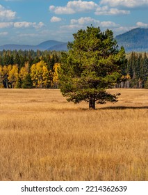 This Tree Stands Alone On The Prarie While Some Deciduous Trees Stand In The Background With Their Autumn Colors In Glacier National Park.