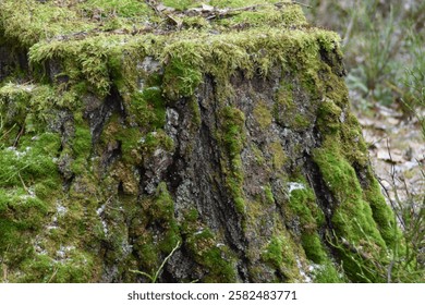 This is a tree stump in a forest. It is covered with moss.