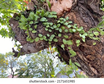 This tree is surrounded by leaves and there are also leaves that propagate on its green trunk