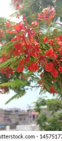 This Is Tree Which Named Gul Mahor In Gujarati Language.