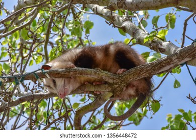 This Treed Opossum Was Startled Awake From A Nap To Find Several Tourists Closely Watching From Below.