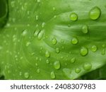 
This tropical ornamental plant has green, wet leaves and there are water spots left by rain. Beautiful and fresh. Suitable as a natural backdrop. Selected focus.