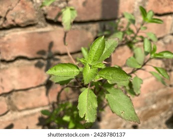this is a tulshi tree. 