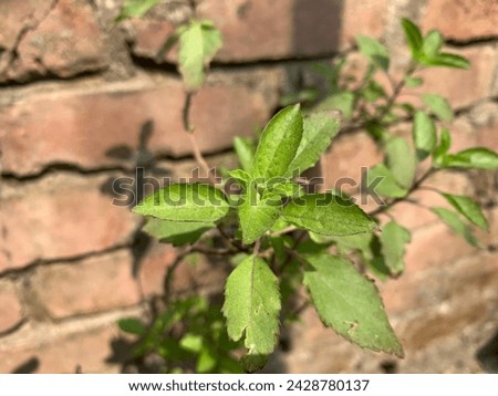 this is a tulshi tree. 