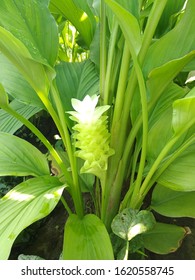 This Is A Turmeric Plant And Flower.
