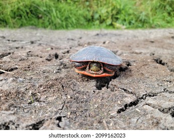 This Turtle Is Not Impressed