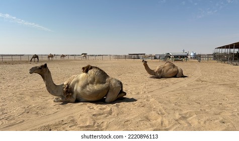 This Two Camels Taking Rest