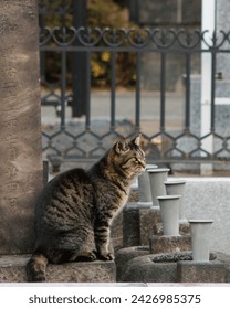 this two cats were in one of the most famous cemetery of Tokyo