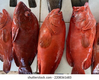 This Type Of Fish Is Cephalopolis Sonnerati And Its Family Is Serranidae