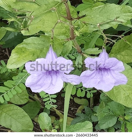 This is a type of flower that Thai people call 