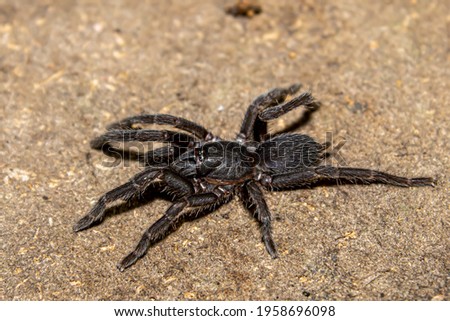 This type of Ground Spider lives on the island of Java with the size of an adult fist. The main food of this Ground Spider is insects, especially grasshoppers and other insects