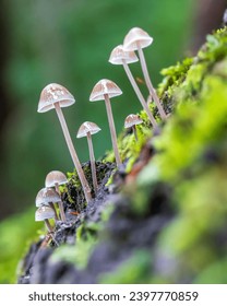 This type of mushroom comes from eastern Russia or Europe