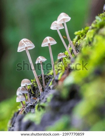 This type of mushroom comes from eastern Russia or Europe