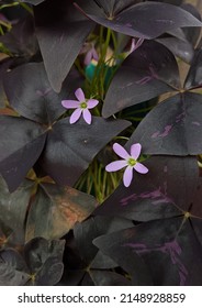 This Is A Type Of Oxalis Plant