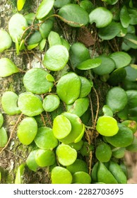 THIS IS A TYPE OF PLANTS WHICH ARE CLIPPING AND ATTACHED TO TREES.  THIS PLANT IS ALSO CALLED WEED BECAUSE IT MOVES ON OTHER TREES.