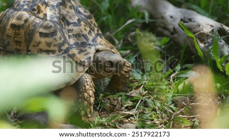 this is a type of yellow-footed land turtle