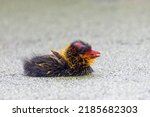 This "ugly cute" American coot baby is a day or two old, but can already swim and follow the parent caring for it.  Here it is raising and flapping its tiny wings to signal that it is hungry.