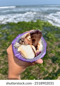 This unique image features a plastic cup filled with seashells, placed on a rocky shore covered in lush green seaweed by the edge of the ocean