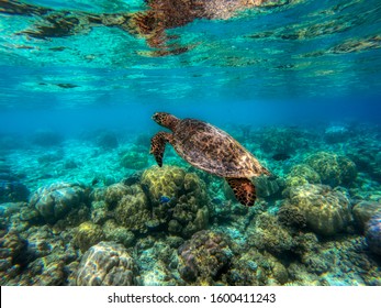 This unique photo shows an underwater turtle in the Indian Ocean! the picture was taken in the maldives!