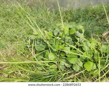 Similar – Image, Stock Photo Plant unknown to me as an abstract, thorny sculpture