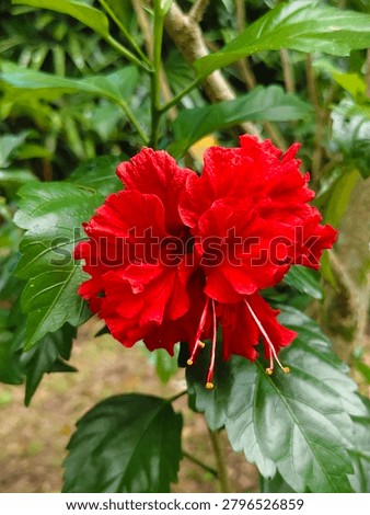 this variety features layered or 'double' flower petals, giving it a denser and more lush appearance.