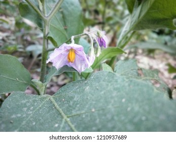 This is a vegetable flower 