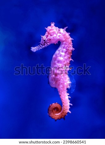 This is Very beautiful under water, deep ocean, sealife, seahorse photography. 