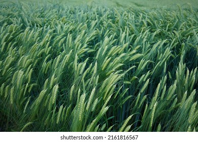 This is the very nice green barley field in Egglfing am in, Bayern, Germany - Shutterstock ID 2161816567