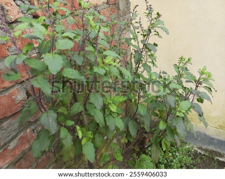 This is very powerful tree, Named call TULSHI