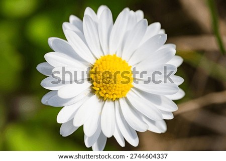 This vibrant close-up of a common daisy is a classic stock photography staple, representing spring, purity, and natural beauty
