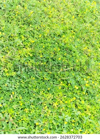 This vibrant close-up image captures lush green grass that spreads evenly like a natural carpet, creating a refreshing and inviting landscape. The rich texture and vivid color evoke feelings of calmne