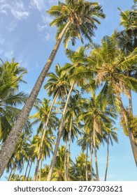This vibrant image captures a cluster of tall coconut palm trees viewed from a low angle, reaching high into a clear blue sky. The sunlight filters through the long, arching fronds, creating a warm tropical atmosphere. The composition emphasizes height and openness, with the palms swaying gently and framing the sky above. The scene evokes a sense of relaxation and natural beauty, typical of a tropical paradise.