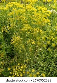 This vibrant image captures a dense stand of a flowering herb, likely Dill (Anethum graveolens) or possibly Fennel (Foeniculum vulgare), both recognizable members of the Apiaceae family. The scene is 