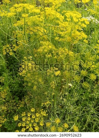 This vibrant image captures a dense stand of a flowering herb, likely Dill (Anethum graveolens) or possibly Fennel (Foeniculum vulgare), both recognizable members of the Apiaceae family. The scene is 