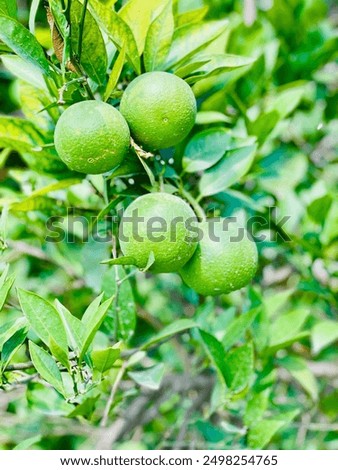 This vibrant image showcases a cluster of key limes hanging from a tree, surrounded by lush green leaves. 🍋🌿 #KeyLimes #FruitTree #FreshProduce #Greenery #NaturePhotography #CitrusFruit