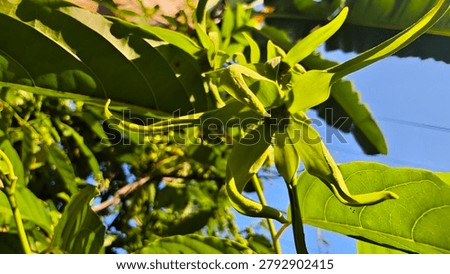 This vibrant low-angle shot captures a young, unopened ylang-ylang (Cananga odorata) flower in its fresh green stage, before it matures to its characteristic golden yellow