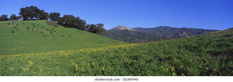 This is a view along Route 150. There are spring wildflowers growing in a field with live oaks in the distance. The Topa Topa Mountains are in the background.