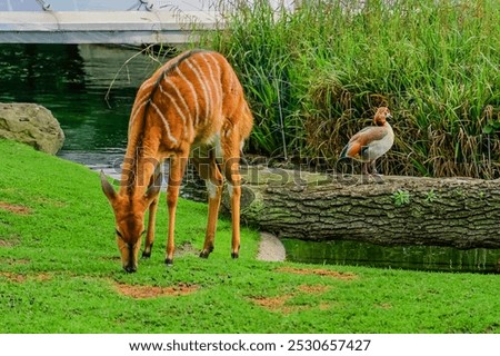 This is view of bongo eatting grass on the law on sunny day. It is photo of Nyala Antelope in Berlin Zoo. Its view of animals in Zoological garden at midday.