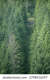 This is a view looking down into a dense forest from above. It's filled with tall, green pine trees.