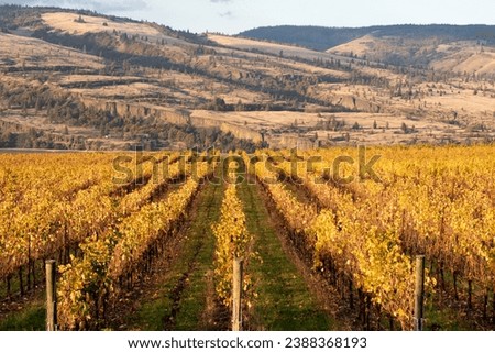 This is a Vineyard at Mosier, Oregon in the Columbia Gorge.  Washington State is in the background with a geological formation called the White Salmon River Syncline including the Coyote Wall.