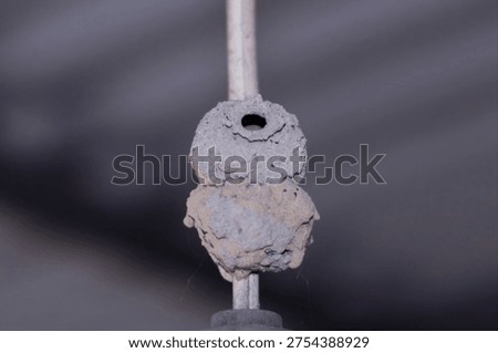 This wasp builds its nest using mud or clay, shaping it into tubes or globular containers.