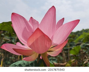 this is Waterlily or Lotus 