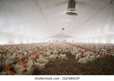 This Is What A Chicken Party Looks Like. Shot Of A Large Flock Of Chicken Hens All Together In A Big Warehouse On A Farm.