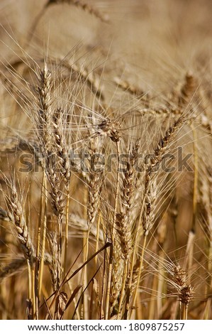 This is a wheat that is ready to be harvested.